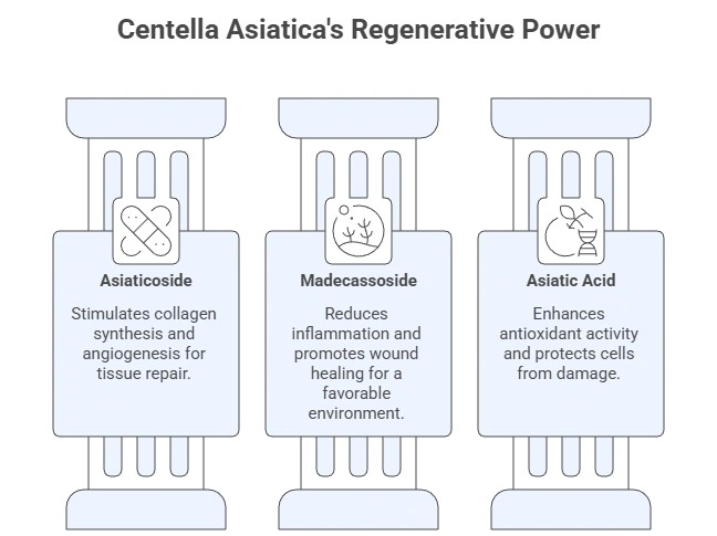collagen synthesis